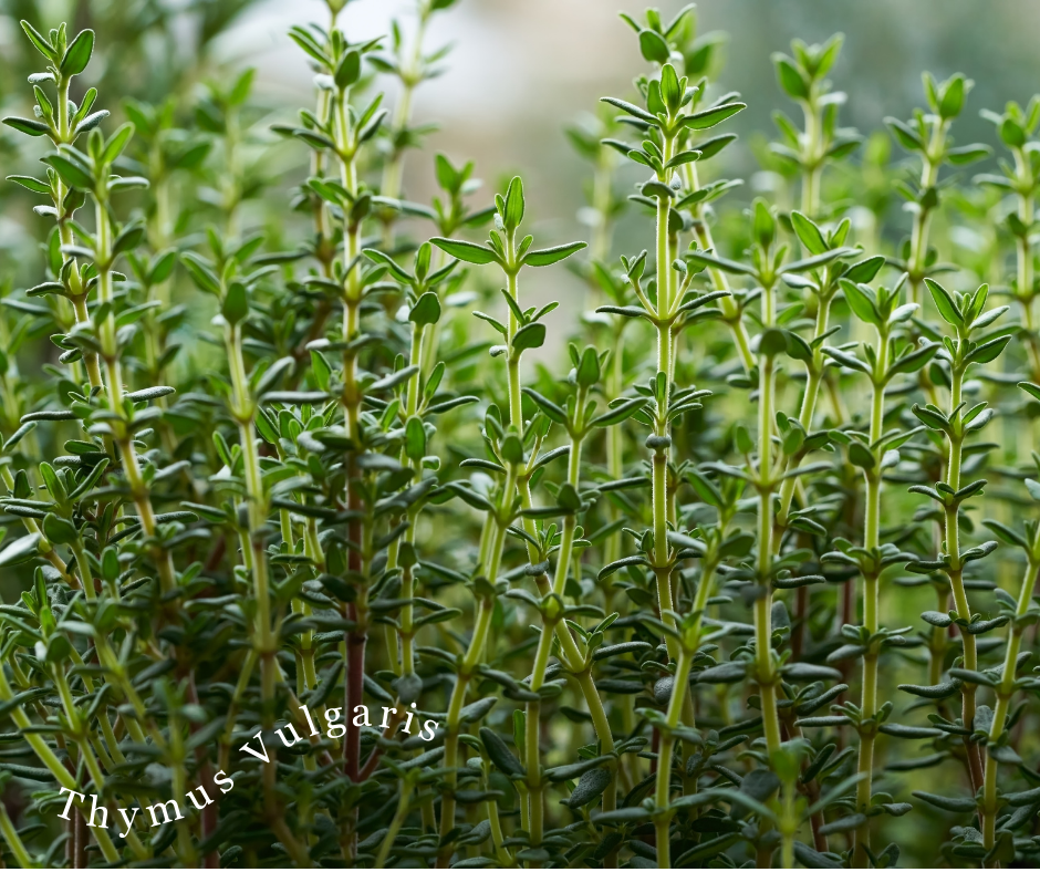 Thyme — Friends of Shakespeare Garden